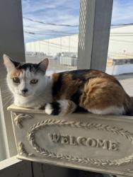Lost Female Cat last seen 18th and fruitvale, Yakima, WA 98902