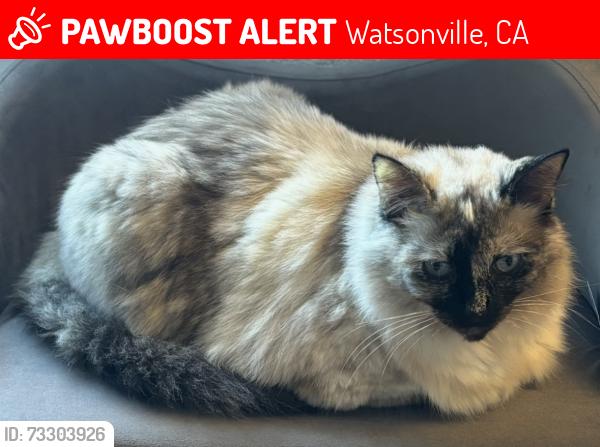 Lost Female Cat last seen Trabing Rd., Watsonville, CA 95076
