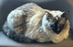 Lost Female Cat last seen Trabing Rd., Watsonville, CA 95076