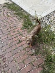 Reunited Male Dog last seen 21st, Indianapolis, IN 46202