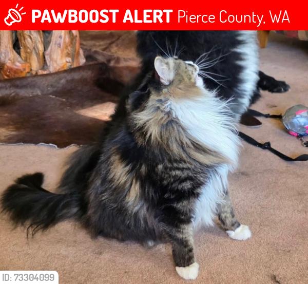 Lost Female Cat last seen 352nd, Eatonville, WA 98328