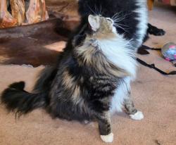 Lost Female Cat last seen 352nd, Eatonville, WA 98328