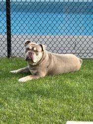 Lost Male Dog last seen Patricia and Peckham ave, Toronto, ON M2R 2M5