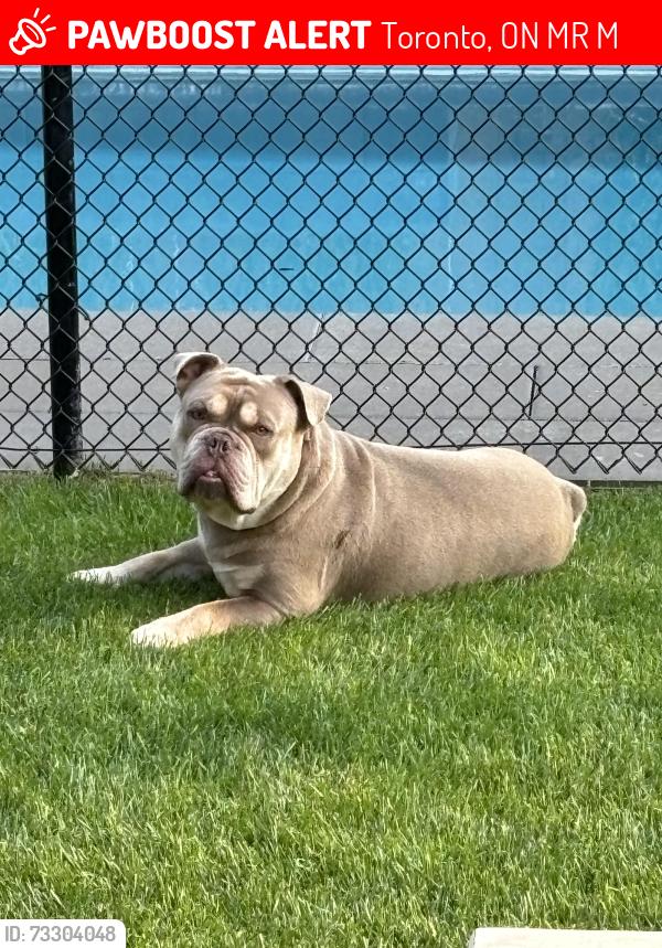Lost Male Dog last seen Patricia and Peckham ave, Toronto, ON M2R 2M5