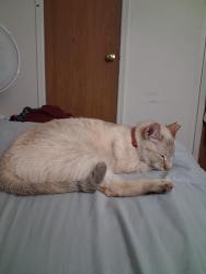 Reunited Female Cat last seen last seen summerbreeze drive under trucks and bushes, Columbus, OH 43223