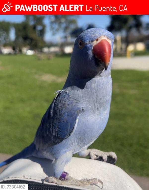 Lost Female Bird last seen Mulvane st and grandview ln, La Puente, CA 91744