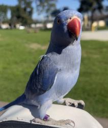 Lost Female Bird last seen Mulvane st and grandview ln, La Puente, CA 91744