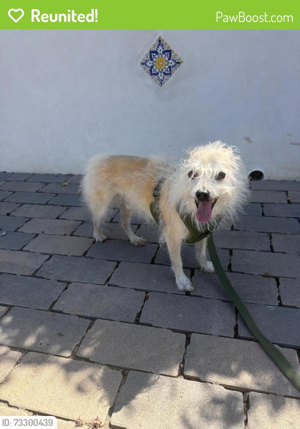 Reunited Male Dog last seen D street and requesza, Encinitas, CA 92024