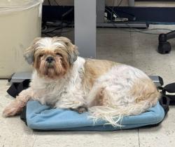 Reunited Unknown Dog last seen NW 27th Street and Blackwelder, OCU campus, Oklahoma City, OK 73106