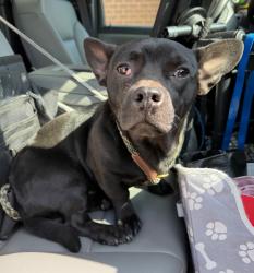 Shelter Stray Male Dog last seen Midwest City, 8485 E Reno Ave, Midwest City, OK 73110, USA