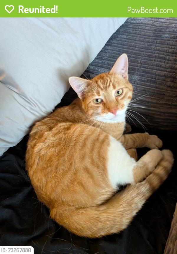 Reunited Male Cat last seen 56th and kipling, Arvada, CO 80002