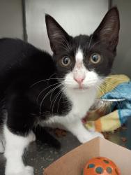 Shelter Stray Female Cat last seen Bexar County, 3353 Morningside Dr, New Braunfels, TX 78132, USA