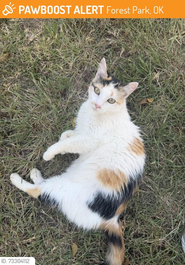 Found/Stray Female Cat last seen NE 36th St and N Bryant Ave, Forest Park, OK 73121