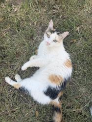 Found/Stray Female Cat last seen NE 36th St and N Bryant Ave, Forest Park, OK 73121
