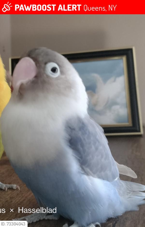 Lost Male Bird last seen 111-07 38th Ave Corona, NY 11368 United States, Queens, NY 11368