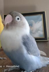 Lost Male Bird last seen 111-07 38th Ave Corona, NY 11368 United States, Queens, NY 11368