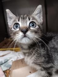 Shelter Stray Female Cat last seen Bexar County, 3353 Morningside Dr, New Braunfels, TX 78132, USA