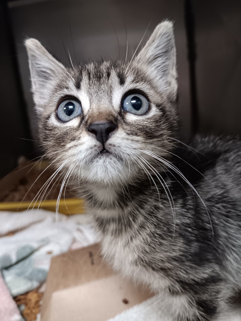 Shelter Stray Female Cat last seen Bexar County, 3353 Morningside Dr, New Braunfels, TX 78132, USA