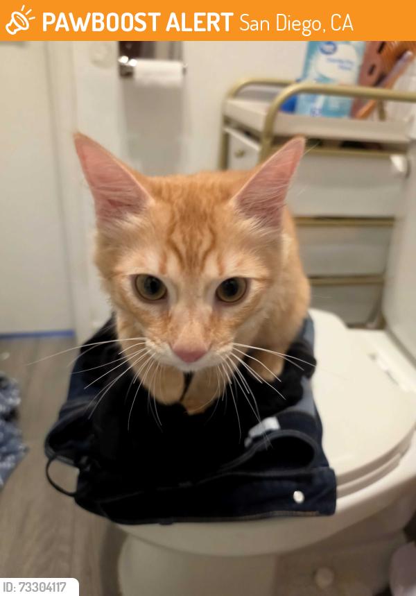 Found/Stray Unknown Cat last seen Catcotin and Montezuma, San Diego, CA 92115