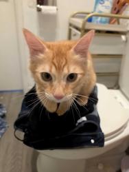 Found/Stray Unknown Cat last seen Catcotin and Montezuma, San Diego, CA 92115