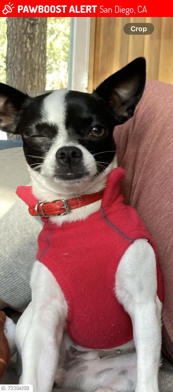 Lost Female Dog last seen Forward Street, San Diego, CA 92037