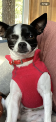 Lost Female Dog last seen Forward Street, San Diego, CA 92037