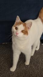 Reunited Male Cat last seen Near Banbury Rd, Kalamazoo, MI 49001, USA, Kalamazoo, MI 49001