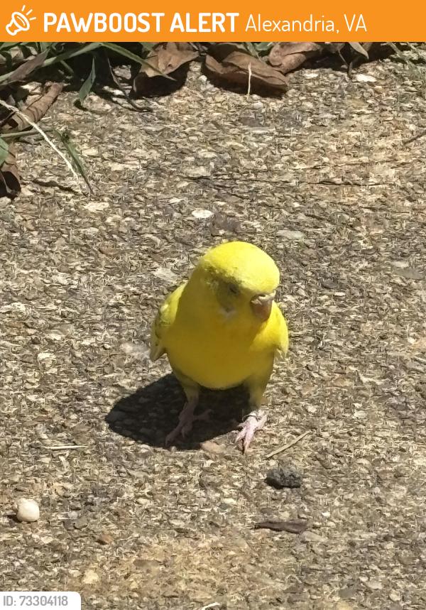 Found/Stray Unknown Bird last seen Duke & N Doneslon Alexandria VA, Alexandria, VA 22304