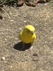 Found/Stray Unknown Bird last seen Duke & N Doneslon Alexandria VA, Alexandria, VA 22304