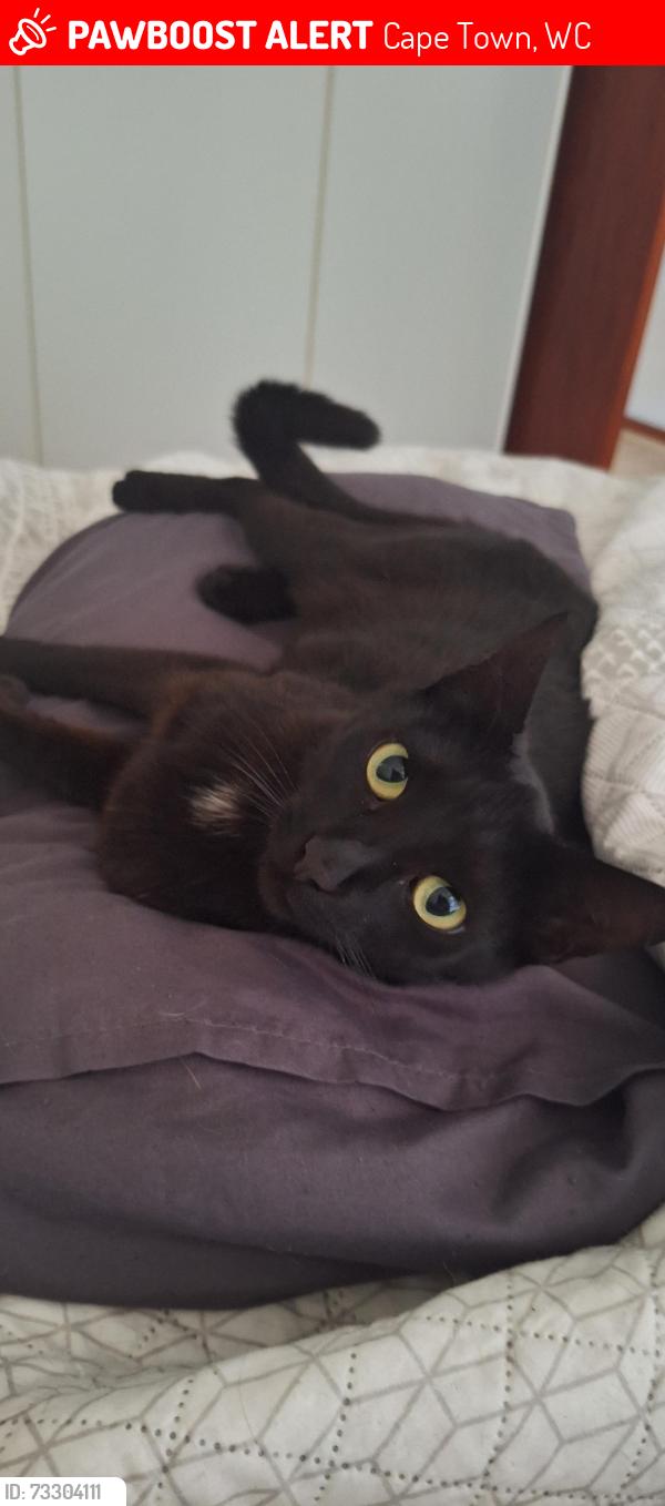 Lost Female Cat last seen PANORAMA PRIMARY SCHOOL, Cape Town, WC 7500