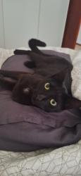 Lost Female Cat last seen PANORAMA PRIMARY SCHOOL, Cape Town, WC 7500