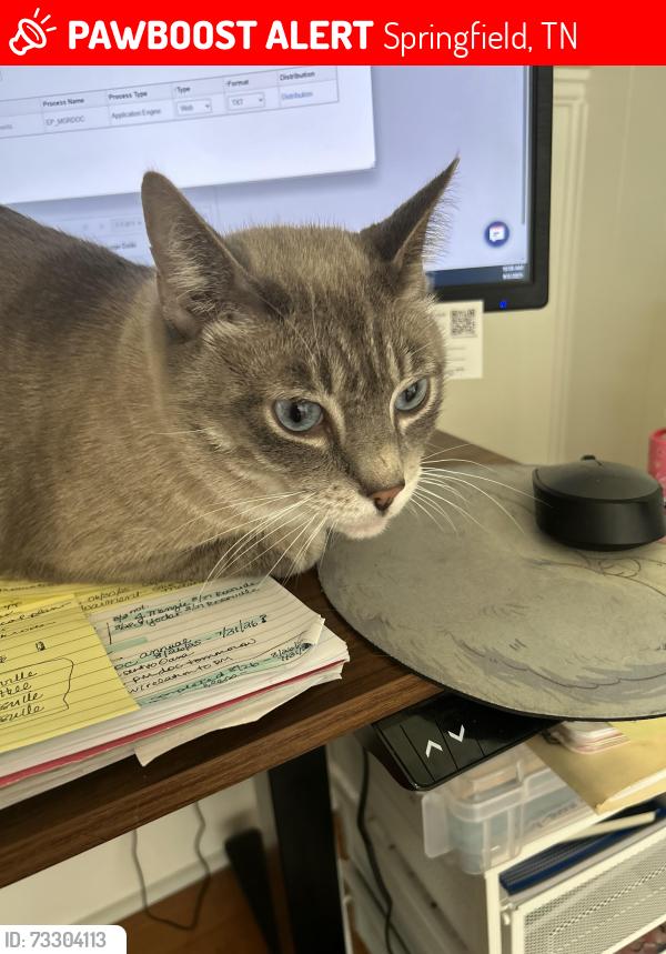 Lost Male Cat last seen 5th ave west, Springfield, TN 37172