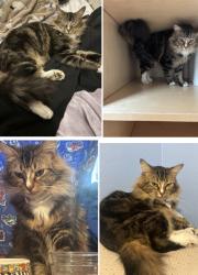 Lost Female Cat last seen Ainsworth or artesia, Torrance, CA 90504