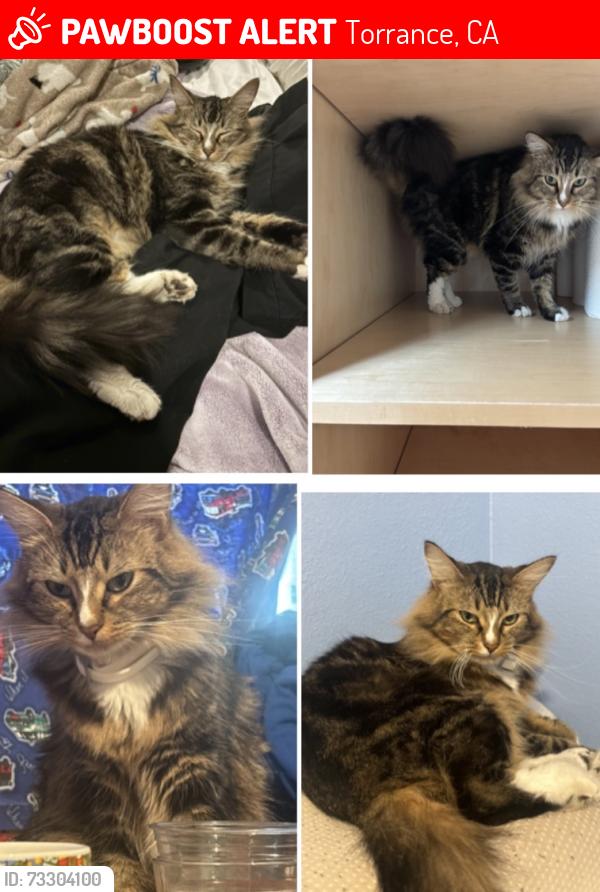 Lost Female Cat last seen Ainsworth or artesia, Torrance, CA 90504