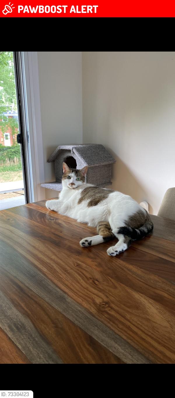 Lost Female Cat last seen Credit heights and credit woodlands, Mississauga, ON L5C 2L9