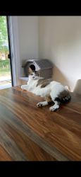 Lost Female Cat last seen Credit heights and credit woodlands, Mississauga, ON L5C 2L9