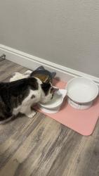 Reunited Female Cat last seen S Chambers Rd and Pheasant Run Pkwy, Aurora, CO 80015