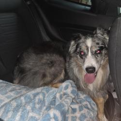 Found/Stray Male Dog last seen Silber, Houston, TX 77055
