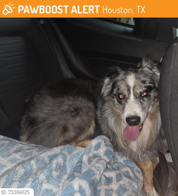 Found/Stray Male Dog last seen Silber, Houston, TX 77055