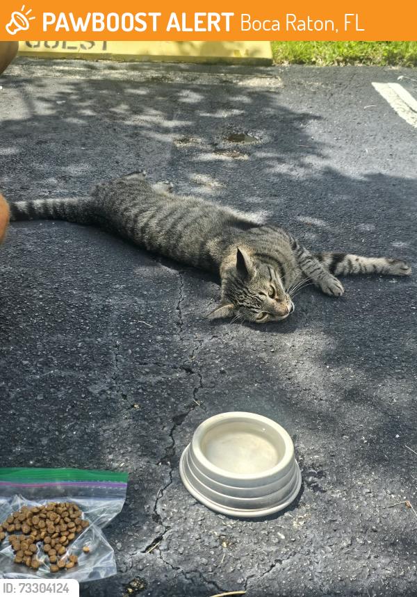 Found/Stray Unknown Cat last seen Three Lakes Cir. Rosewood in Boca Raton, Boca Raton, FL 33428