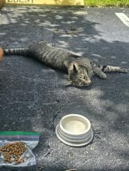 Found/Stray Unknown Cat last seen Three Lakes Cir. Rosewood in Boca Raton, Boca Raton, FL 33428