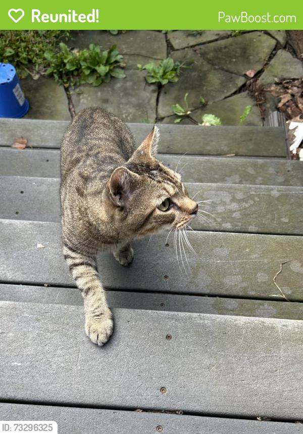 Reunited Male Cat last seen Brookhaven and Providence rds, Wallingford, PA 19086