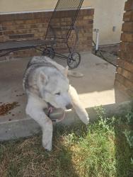 Found/Stray Unknown Dog last seen Taft Hwy/Bible Rd, Bakersfield, CA 93313