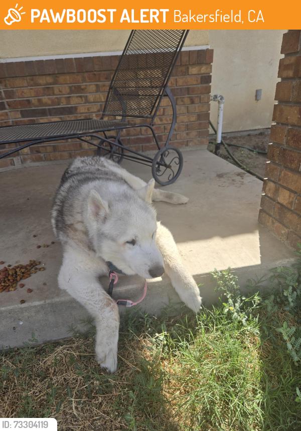 Found/Stray Unknown Dog last seen Taft Hwy/Bible Rd, Bakersfield, CA 93313
