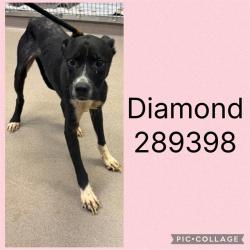 Shelter Stray Female Dog last seen , 4214 Fulton Mill Rd, Macon, GA 31216, USA