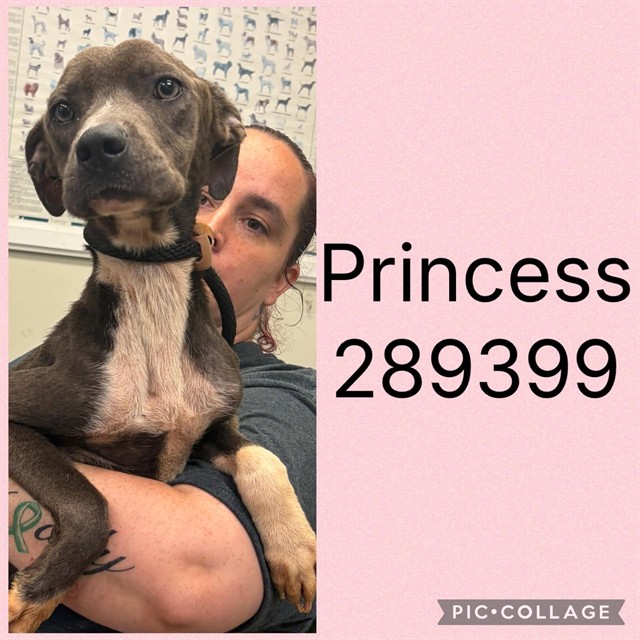 Shelter Stray Female Dog last seen , 4214 Fulton Mill Rd, Macon, GA 31216, USA