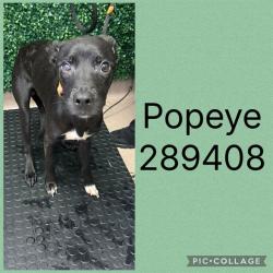 Shelter Stray Male Dog last seen GLENDALE AVE, 4214 Fulton Mill Rd, Macon, GA 31216, USA