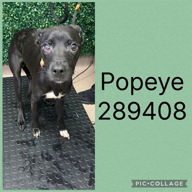 Shelter Stray Male Dog last seen GLENDALE AVE, 4214 Fulton Mill Rd, Macon, GA 31216, USA