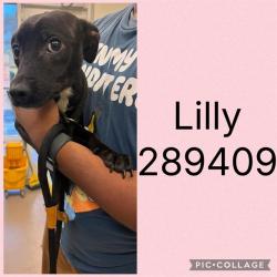 Shelter Stray Female Dog last seen GLENDALE AVE, 4214 Fulton Mill Rd, Macon, GA 31216, USA