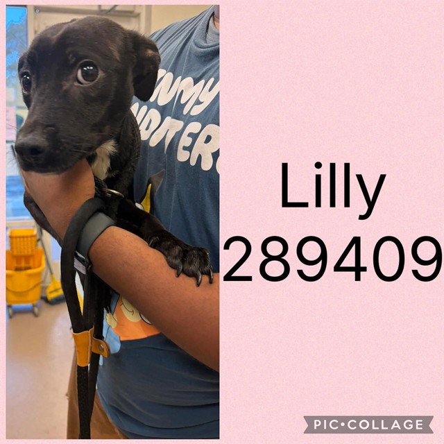 Shelter Stray Female Dog last seen GLENDALE AVE, 4214 Fulton Mill Rd, Macon, GA 31216, USA